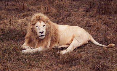 Beautiful White Lion in the Wildlife of South African Republic