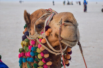 Indian camel at White desert, Kutch, India