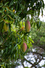 Long pink and green mangoes hanging from the tree. Ripening mangoes. Green leaves on the mango tree. 