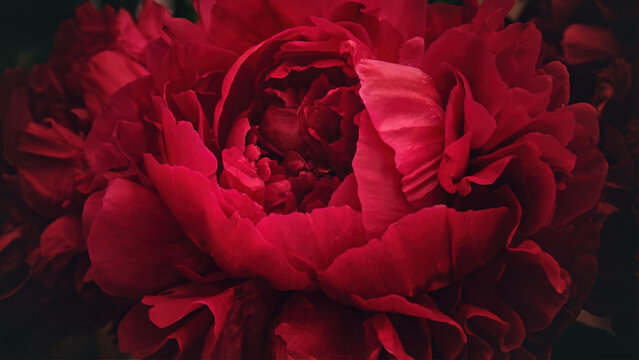 Red peony flower,close-up with selective focus and dark blurred background. Crimson mysterious flower top view