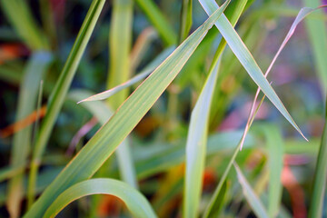 Detail vom Gras im Garten