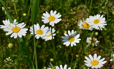 Kwiaty polne © zibi