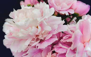 Beautiful pink peonies on a dark blue background, close-up with selective focus. Bouquet of delicate pink lush flowers. 