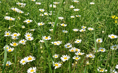 Kwiaty polne © zibi