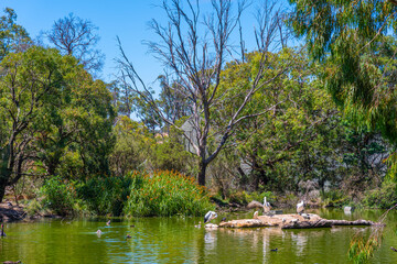 Pelicans at Cleland wildlife park near Adelaide, Australia