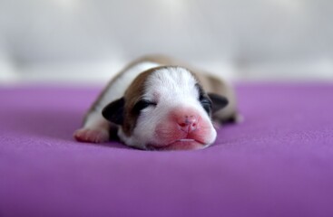 American Staffordshire Terrier puppy