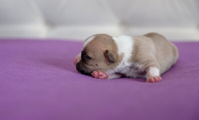 American Staffordshire Terrier puppy