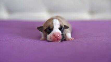 American Staffordshire Terrier puppy