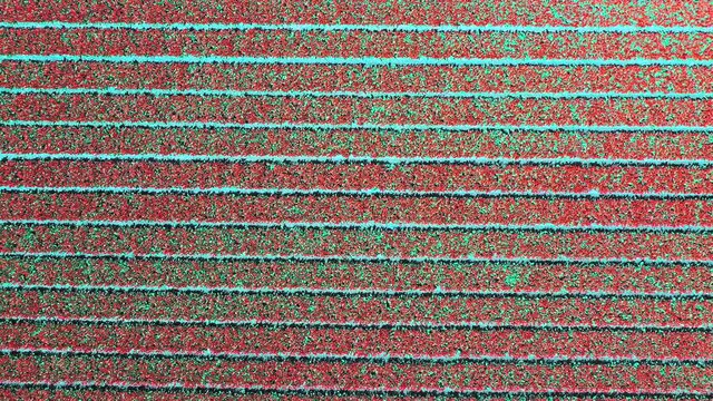 Aerial view of tulip bulb-fields in springtime, Holland, the Netherlands
