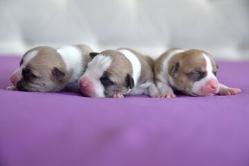 American Staffordshire Terrier puppy