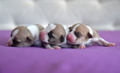 American Staffordshire Terrier puppy