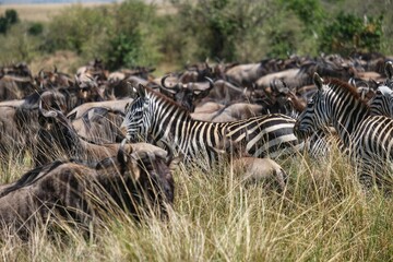 Fototapeta na wymiar Ñus y safaris durante la gran migración en el Masai Mara (Kenya)