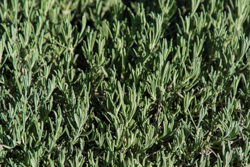 Texture from green plants. Greenery background