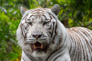 Fototapeta na wymiar White tiger / bleached tiger (Panthera tigris) pigmentation variant of the Bengal tiger, native to India