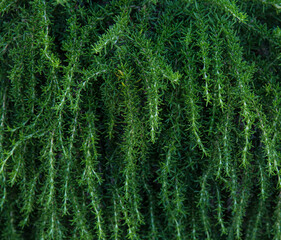 Texture from green plants. Greenery background