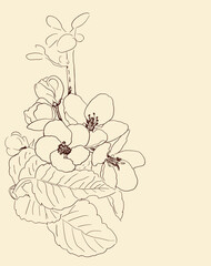 hand drawn outline of spring blossom. sakura theme vector illustration
