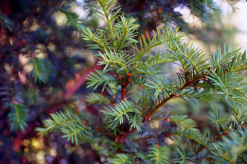 Tannenbaum Detail
