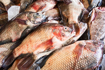 fresh tilapia fishes in the market