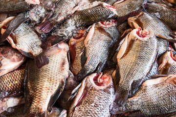 fresh tilapia fishes in the market