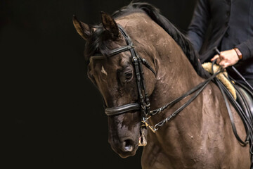 Traken horse under the saddle. Dressage elements