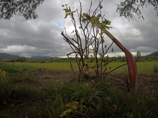 Fototapeta premium red shovel resting on newly plantet tree
