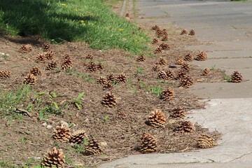 pine cones on the ground