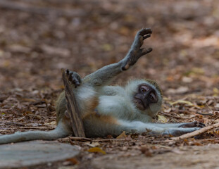 Playfull Monkey on the ground