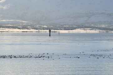 massive bird flock in sea with snowy mountain background