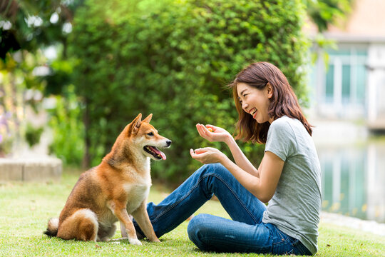 Young female and dog summer concept. The girl plays with the Shiba Inu dog in the backyard. Asian women are teaching and training dogs to greet by shake hands.