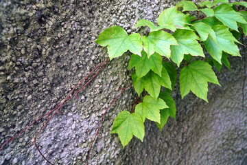 Grüne Kletterpflanze