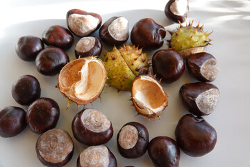 Herbst: Kastanien mit und ohne Schale.  Aesculus hippocastanum.