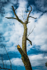 A tall, old dead tree with a beautiful blue sky.
