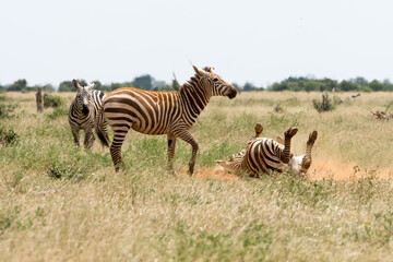Fototapeta na wymiar Zebras Playing on the ground and covering with soil and dust