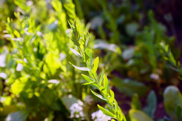 Ysop Pflanze im Garten