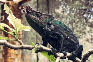 Camaleón