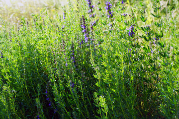 Ysop Pflanze im Garten