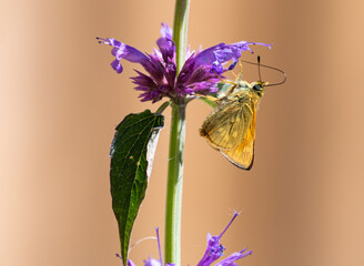 Large Skipper on Agastache flower