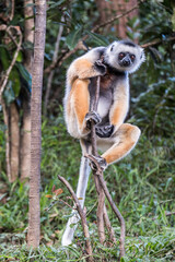 Lemur