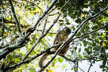 Lemur Marrón