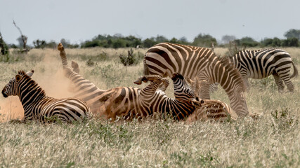 Zebras lying on the ground covered with dust while the other Zebras watch