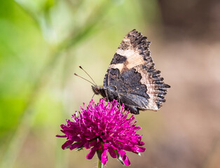 Small Tortoiseshell butterfly on Knautica Macedonia