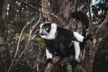 Sifaka