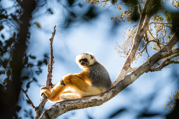 Lemur tomando el sol