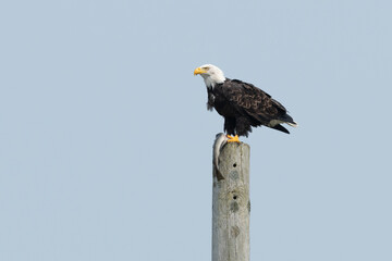 American eagle perched on a utility pole with a long fish in its claws, The bird has a bright yellow beak, white feathered head, brown body with bright orange claws. The animal has a large fish.