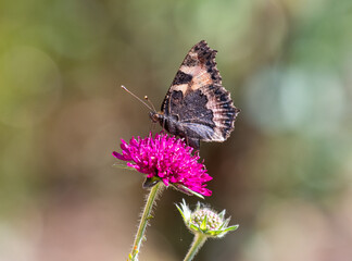 Small Tortoiseshell butterfly on Knautica Macedonia