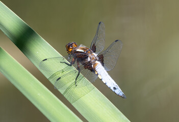 Broad-bodied Chaser Dragonfly on a reed