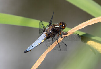 Broad-bodied Chaser Dragonfly on a reed