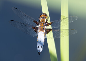 Broad-bodied Chaser Dragonfly on a reed