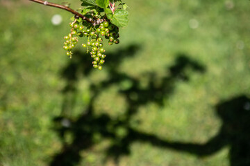 Unreife Johannisbehren 