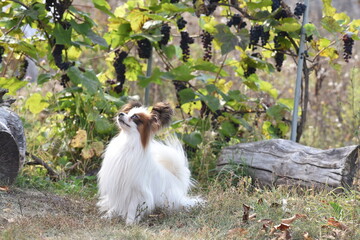 Papillon on the grass
